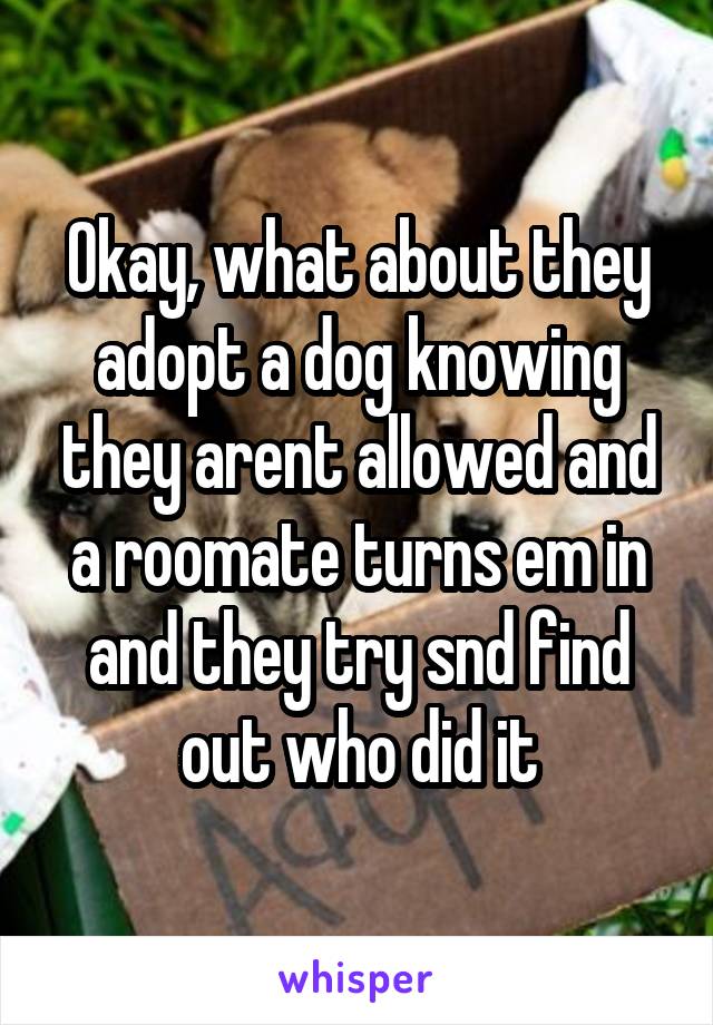Okay, what about they adopt a dog knowing they arent allowed and a roomate turns em in and they try snd find out who did it