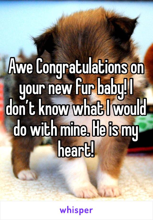 Awe Congratulations on your new fur baby! I don’t know what I would do with mine. He is my heart! 