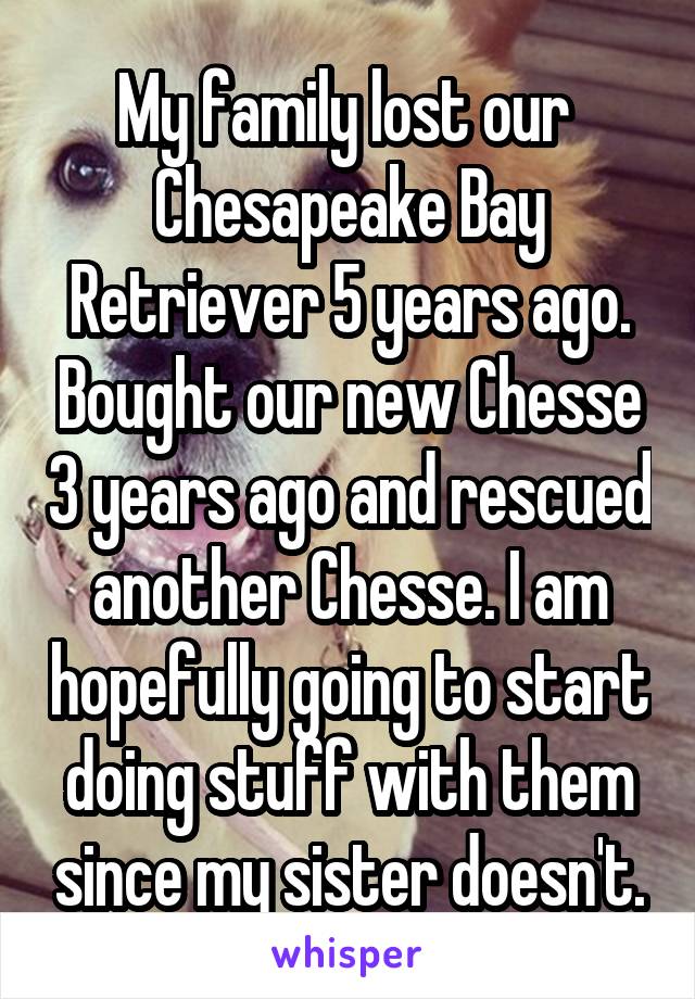 My family lost our  Chesapeake Bay Retriever 5 years ago. Bought our new Chesse 3 years ago and rescued another Chesse. I am hopefully going to start doing stuff with them since my sister doesn't.