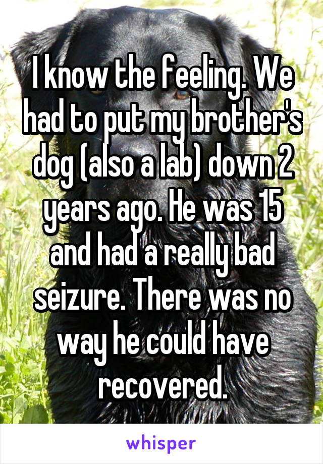 I know the feeling. We had to put my brother's dog (also a lab) down 2 years ago. He was 15 and had a really bad seizure. There was no way he could have recovered.