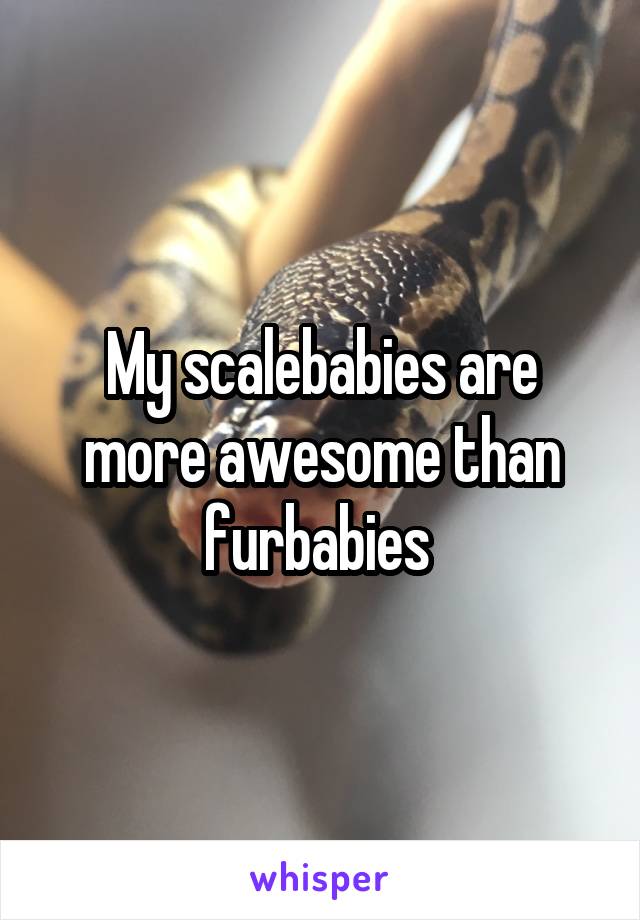 My scalebabies are more awesome than furbabies 