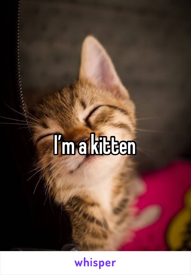 I’m a kitten 