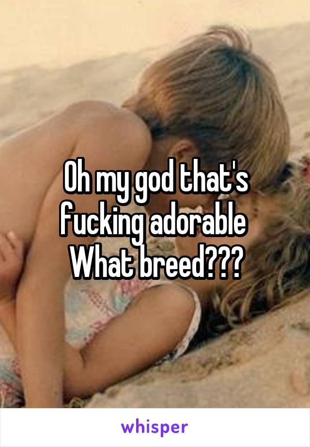 Oh my god that's fucking adorable 
What breed???