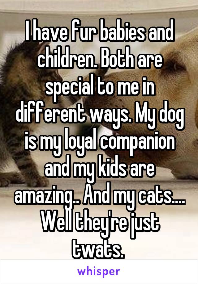 I have fur babies and children. Both are special to me in different ways. My dog is my loyal companion and my kids are amazing.. And my cats.... Well they're just twats. 