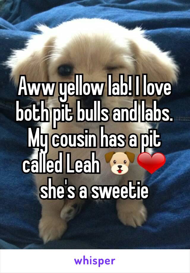 Aww yellow lab! I love both pit bulls and labs. My cousin has a pit called Leah 🐶❤ she's a sweetie