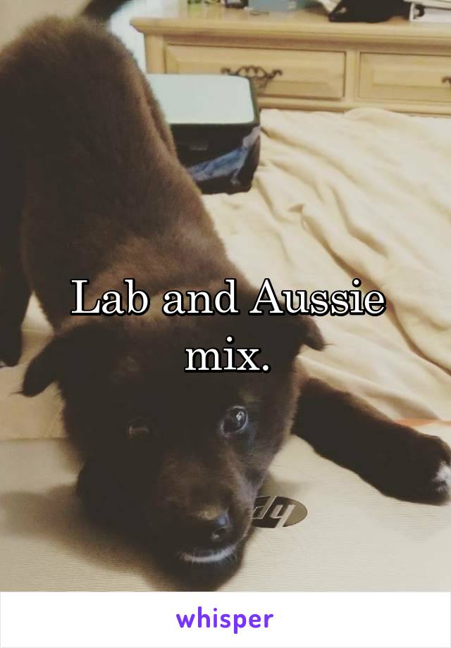 Lab and Aussie mix.