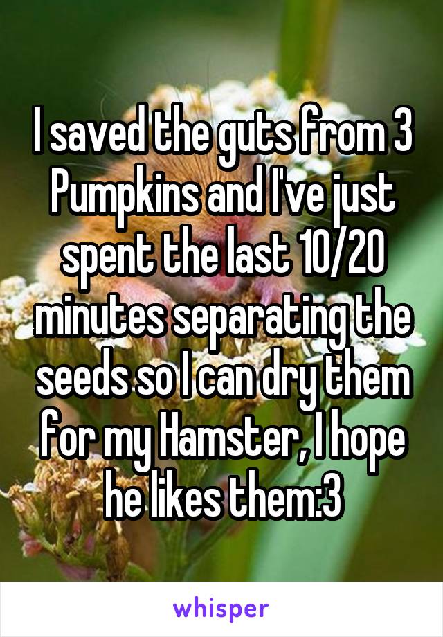 I saved the guts from 3 Pumpkins and I've just spent the last 10/20 minutes separating the seeds so I can dry them for my Hamster, I hope he likes them:3