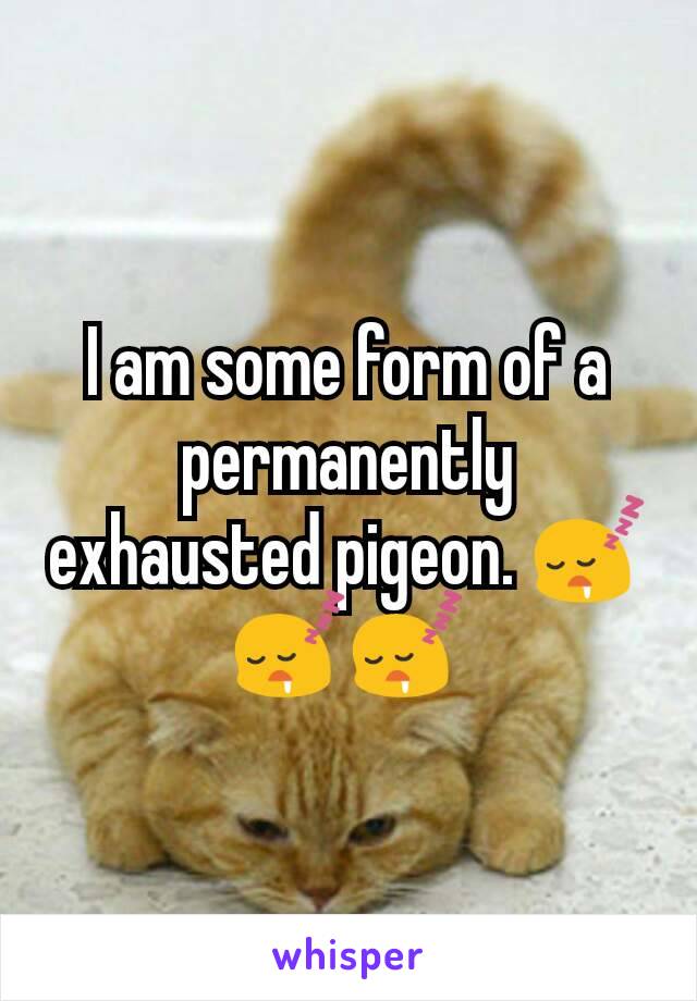 I am some form of a permanently exhausted pigeon. 😴😴😴