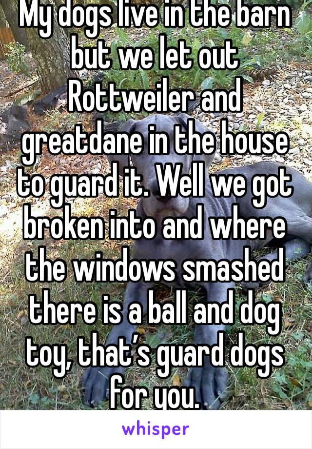 My dogs live in the barn but we let out Rottweiler and greatdane in the house to guard it. Well we got broken into and where the windows smashed there is a ball and dog toy, that’s guard dogs for you.