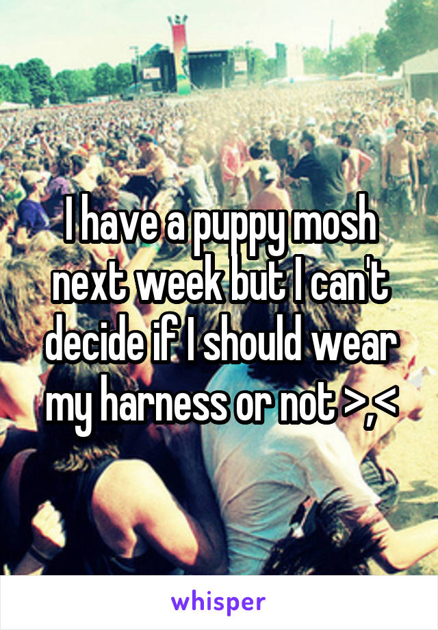 I have a puppy mosh next week but I can't decide if I should wear my harness or not >,<