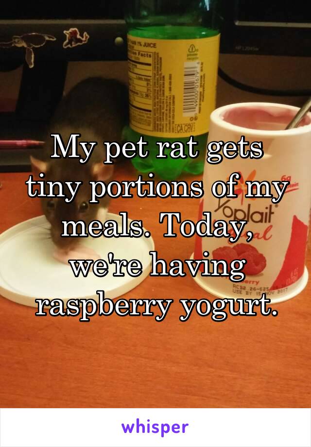 My pet rat gets tiny portions of my meals. Today, we're having raspberry yogurt.