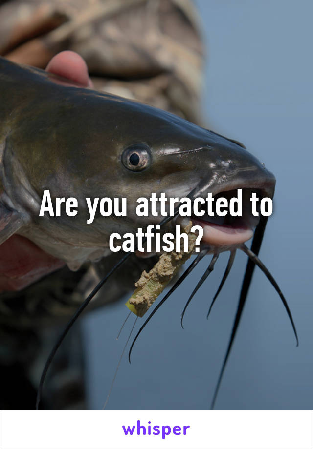 Are you attracted to catfish?