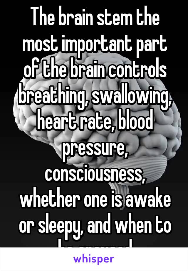 The brain stem the most important part of the brain controls breathing, swallowing, heart rate, blood pressure, consciousness, whether one is awake or sleepy, and when to be aroused