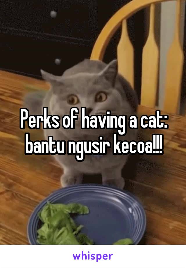 Perks of having a cat: bantu ngusir kecoa!!!