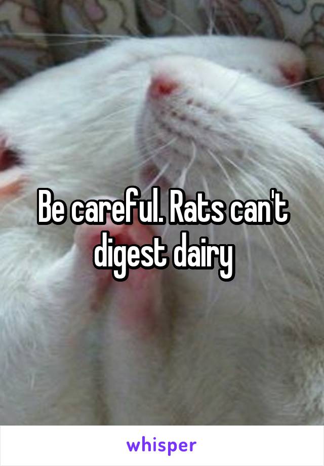 Be careful. Rats can't digest dairy