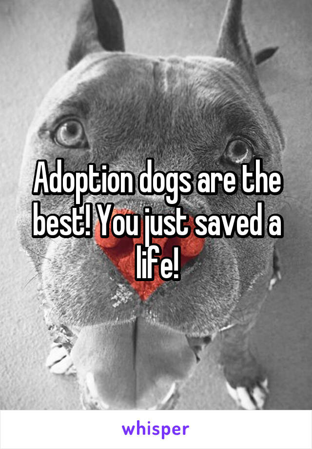 Adoption dogs are the best! You just saved a life!