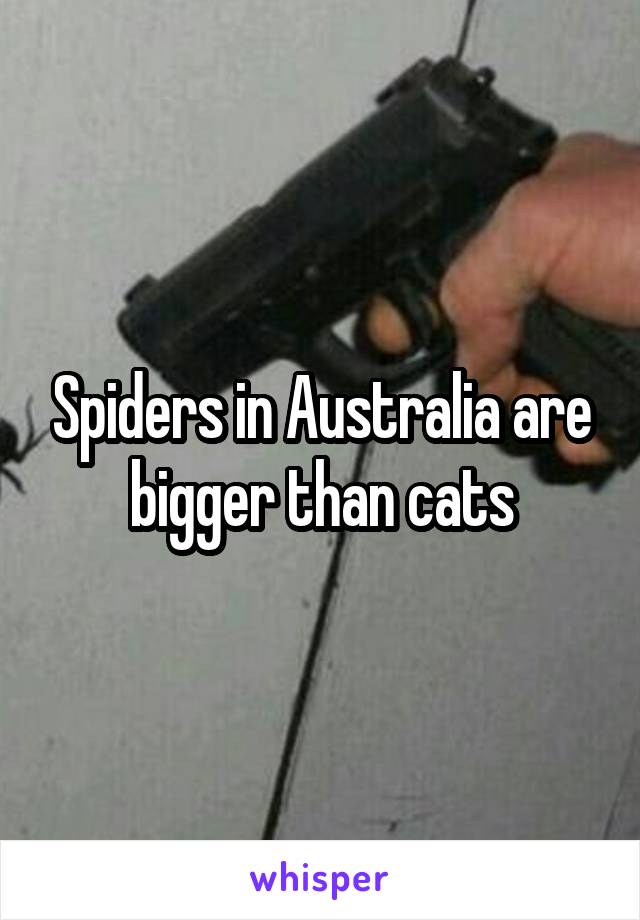 Spiders in Australia are bigger than cats