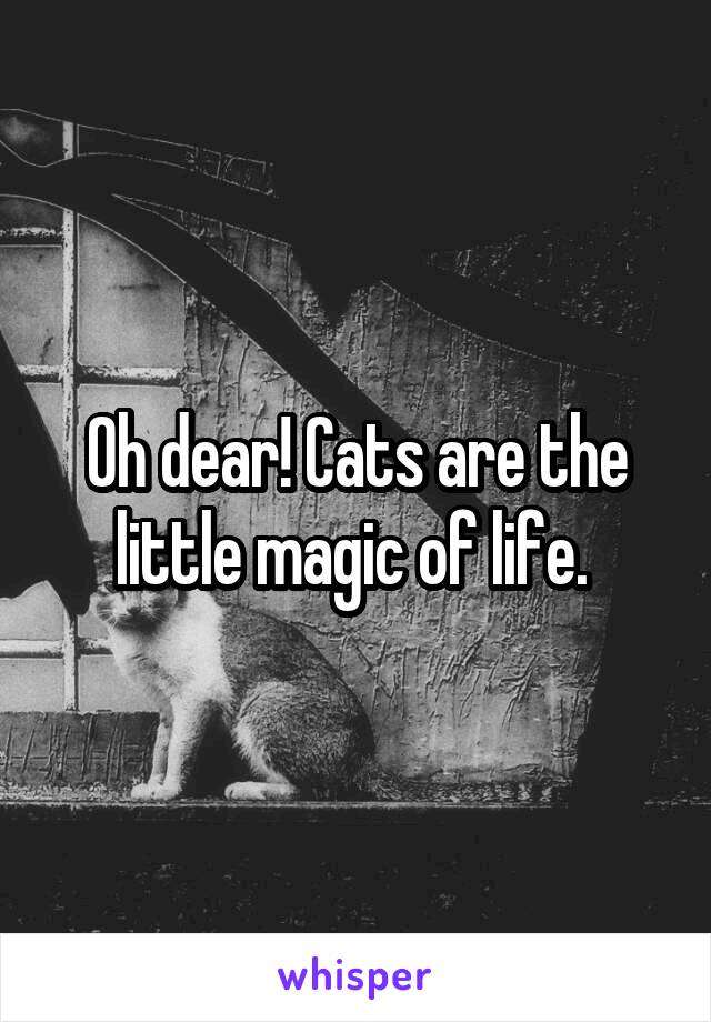 Oh dear! Cats are the little magic of life. 