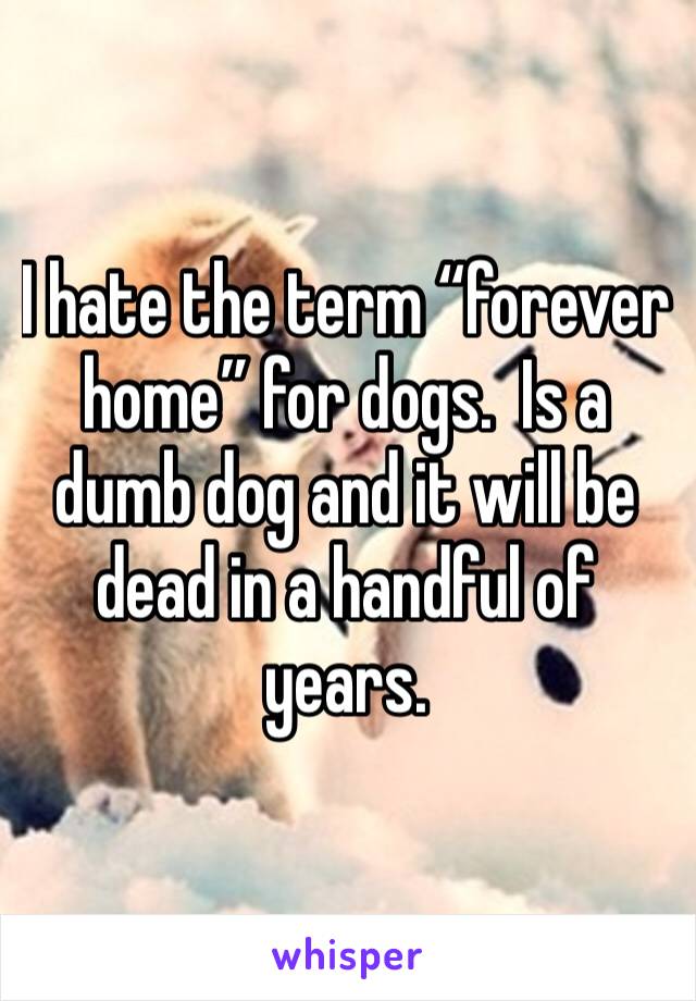 I hate the term “forever home” for dogs.  Is a dumb dog and it will be dead in a handful of years.