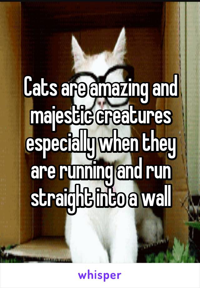 Cats are amazing and majestic creatures especially when they are running and run straight into a wall