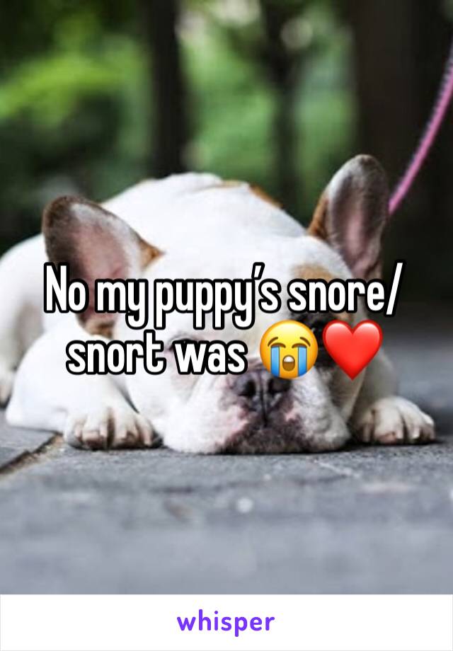 No my puppy’s snore/ snort was 😭❤️