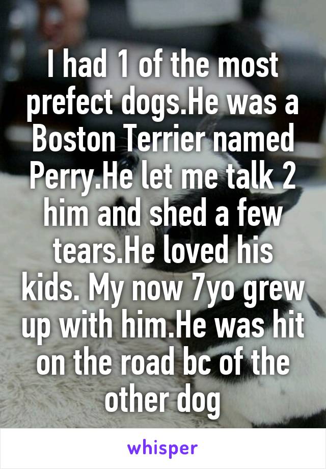 I had 1 of the most prefect dogs.He was a Boston Terrier named Perry.He let me talk 2 him and shed a few tears.He loved his kids. My now 7yo grew up with him.He was hit on the road bc of the other dog