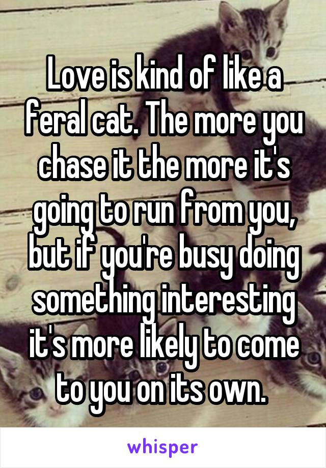 Love is kind of like a feral cat. The more you chase it the more it's going to run from you, but if you're busy doing something interesting it's more likely to come to you on its own. 