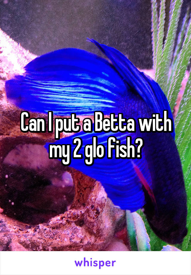 Can I put a Betta with my 2 glo fish?