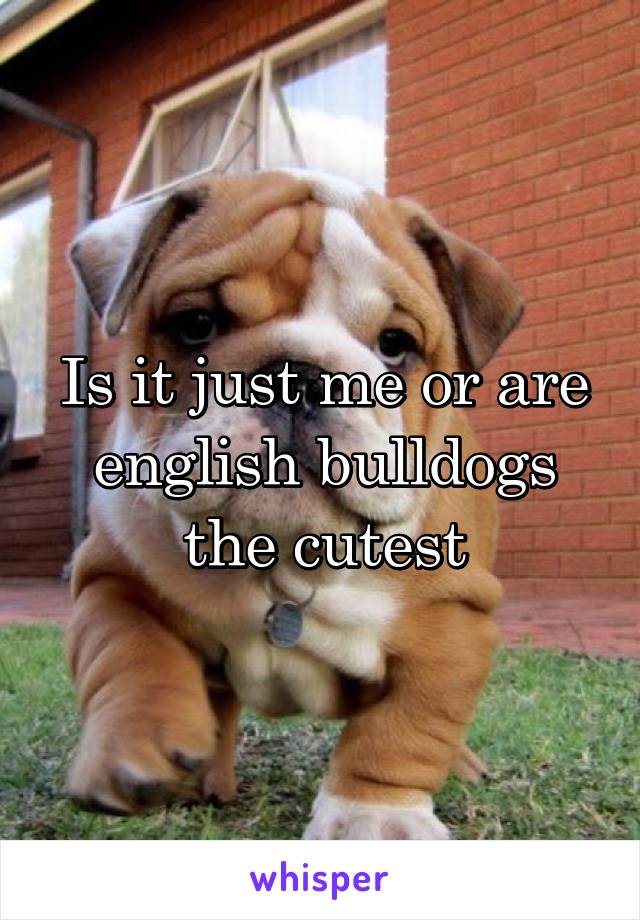 Is it just me or are english bulldogs the cutest