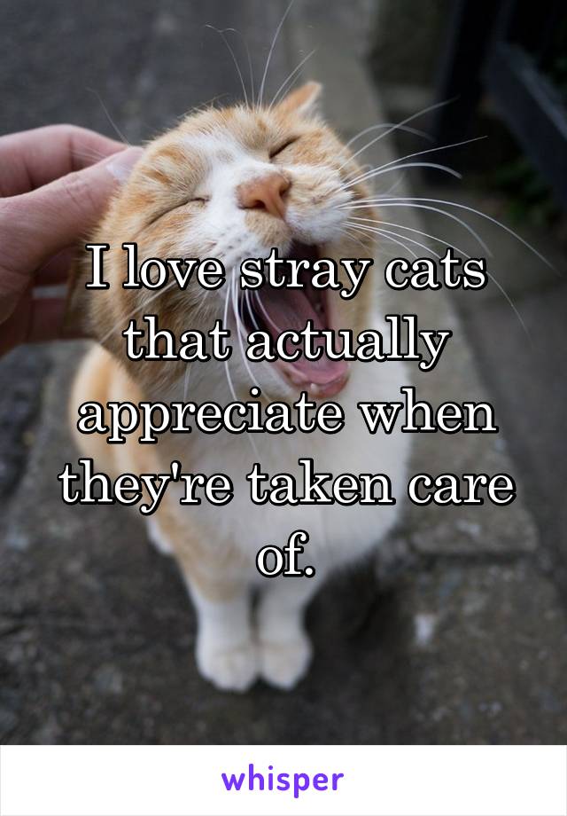 I love stray cats that actually appreciate when they're taken care of.