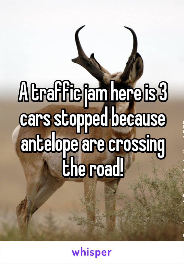 A traffic jam here is 3 cars stopped because antelope are crossing the road!