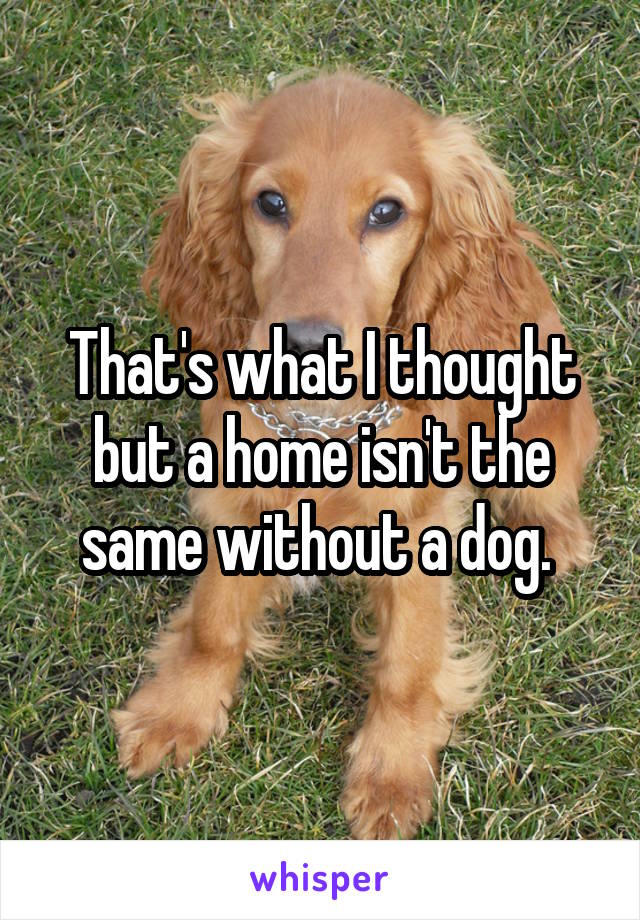 That's what I thought but a home isn't the same without a dog. 