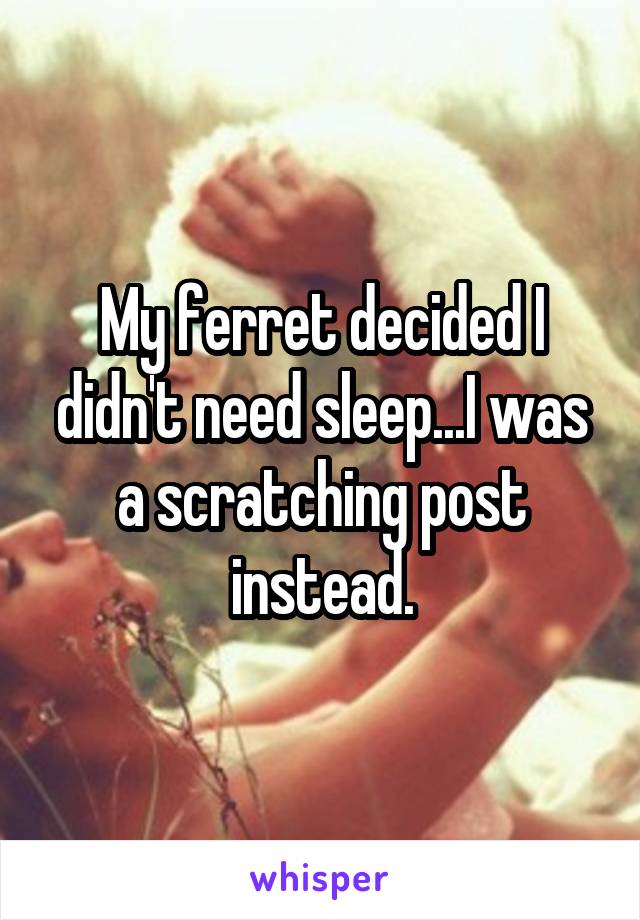 My ferret decided I didn't need sleep...I was a scratching post instead.