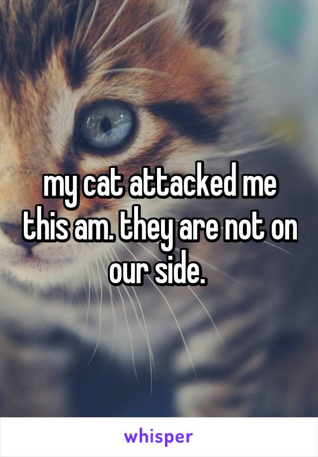 my cat attacked me this am. they are not on our side. 