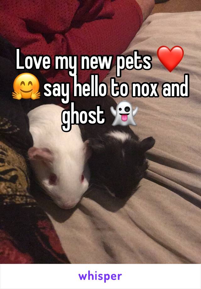 Love my new pets ❤️🤗 say hello to nox and ghost 👻 