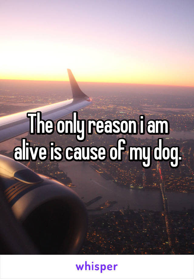 The only reason i am alive is cause of my dog.