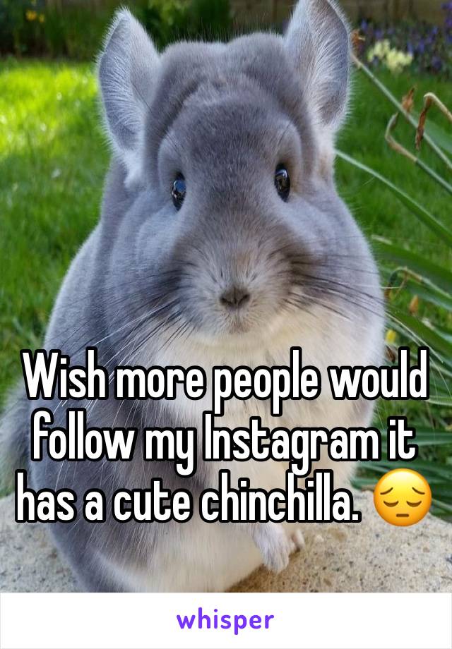 Wish more people would follow my Instagram it has a cute chinchilla. ðŸ˜”