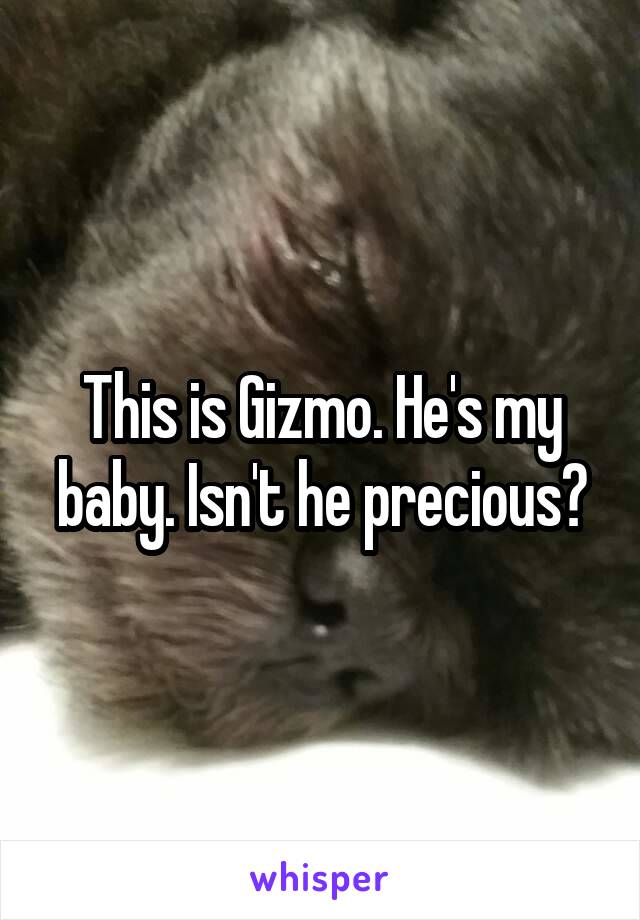 This is Gizmo. He's my baby. Isn't he precious?