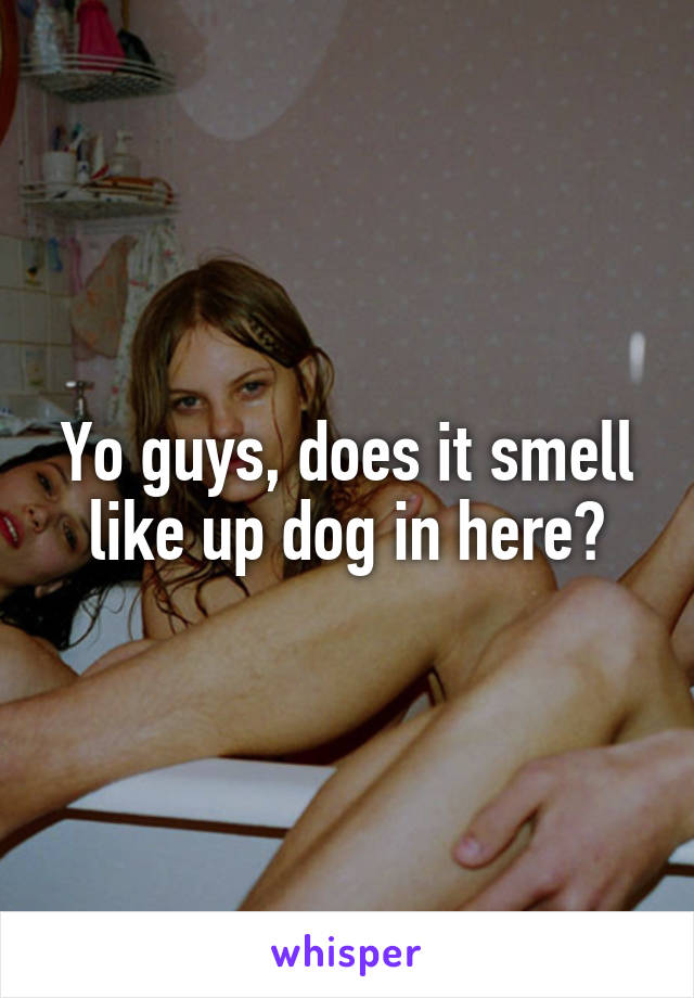 Yo guys, does it smell like up dog in here?