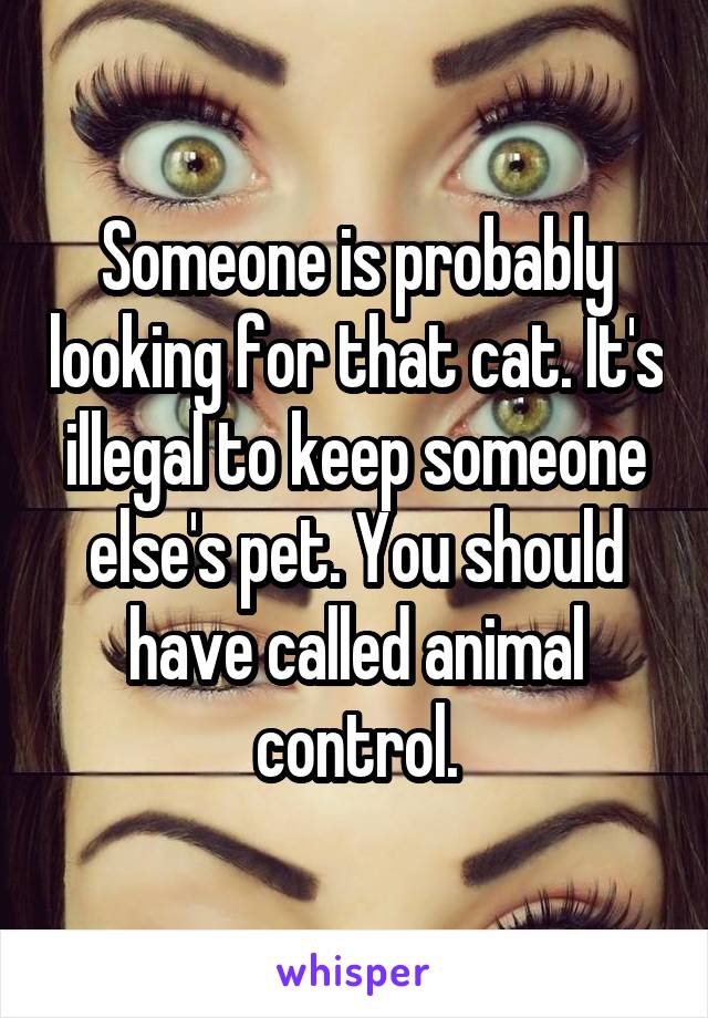 Someone is probably looking for that cat. It's illegal to keep someone else's pet. You should have called animal control.