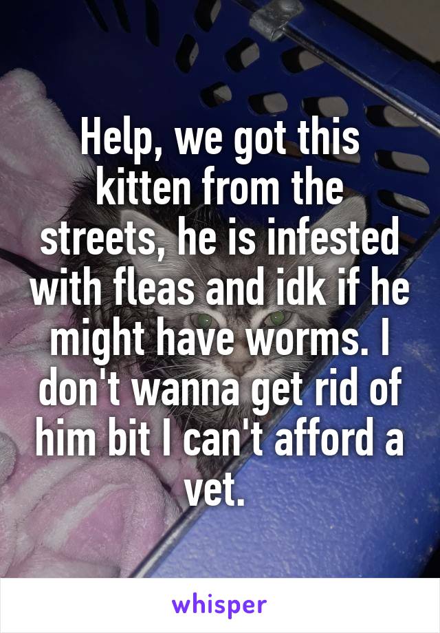 Help, we got this kitten from the streets, he is infested with fleas and idk if he might have worms. I don't wanna get rid of him bit I can't afford a vet. 