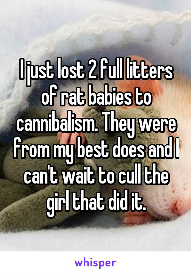 I just lost 2 full litters of rat babies to cannibalism. They were from my best does and I can't wait to cull the girl that did it.