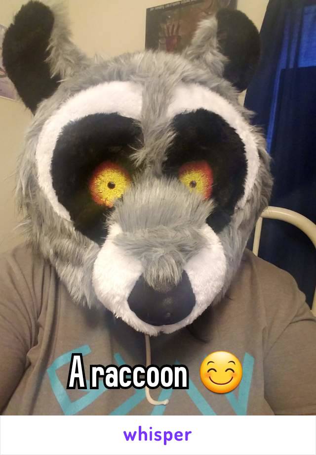 A raccoon 😊
