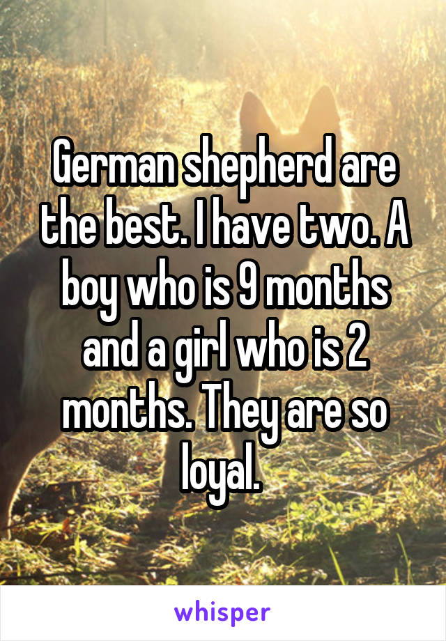 German shepherd are the best. I have two. A boy who is 9 months and a girl who is 2 months. They are so loyal. 