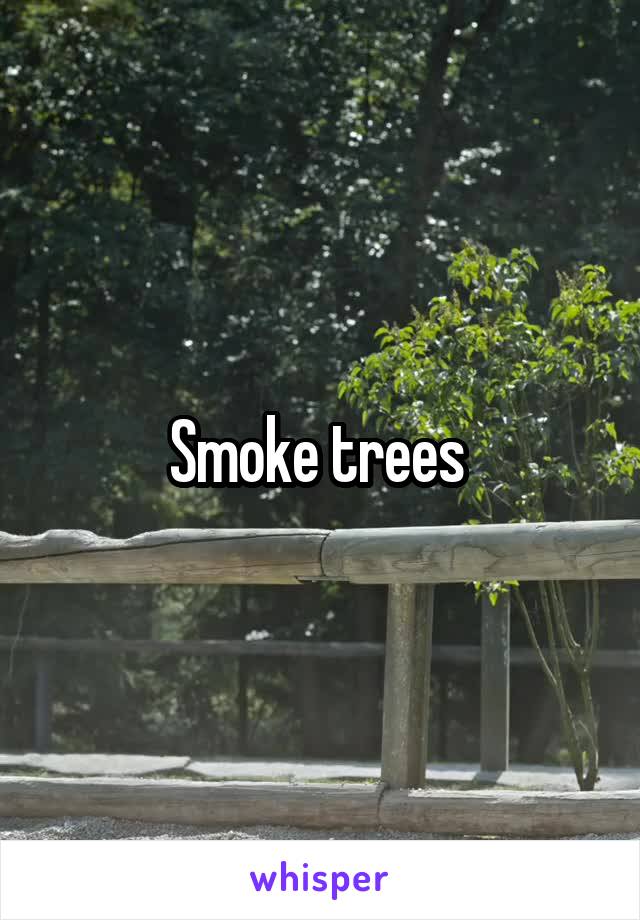 Smoke trees 
