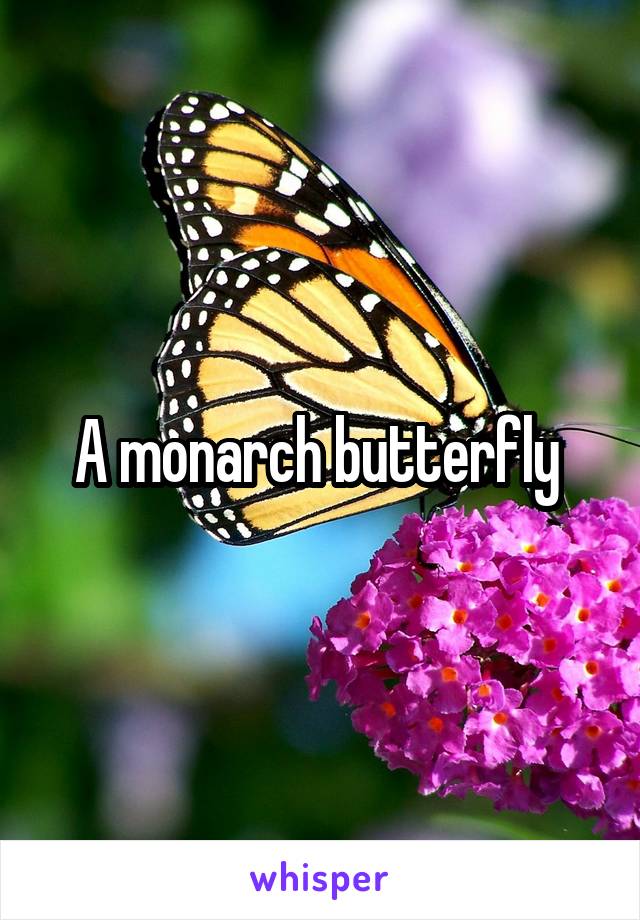 A monarch butterfly 