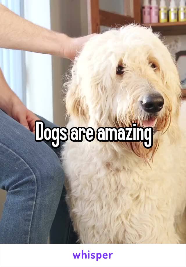 Dogs are amazing
