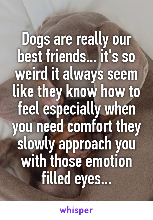 Dogs are really our best friends... it's so weird it always seem like they know how to feel especially when you need comfort they slowly approach you with those emotion filled eyes...