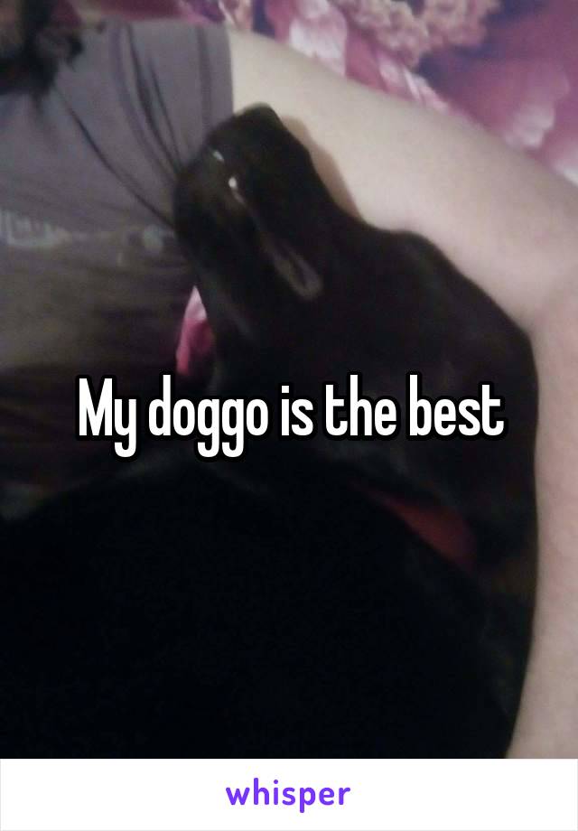 My doggo is the best