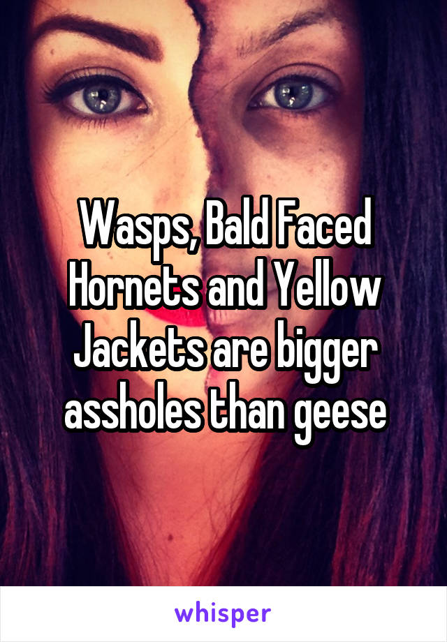 Wasps, Bald Faced Hornets and Yellow Jackets are bigger assholes than geese